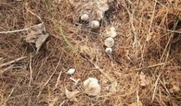 捡蘑菇视频,跟随视频一起捡蘑菇之旅