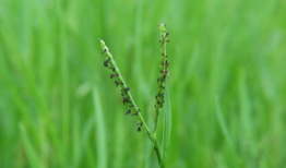 草视频,揭秘短视频时代的魅力与挑战